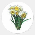 Group of White Daffodils Stickers