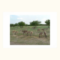 Group of whitetail deer. posters by Acorns_tree Group of whitetail deer. posters