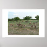 Group of whitetail deer. poster