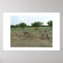 Group of whitetail deer. posters