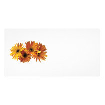 Group of Yellow Gerbera Daisies photo cards