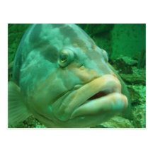 Grouper Post Card