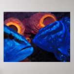 Groupers - Blue Poster