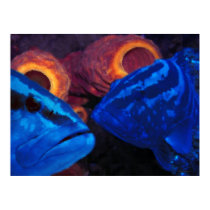 Groupers - Blue posters