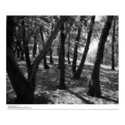 Grove at Hopland Station, 1966 print