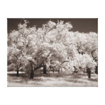 Grove of Trees in Sepia Gallery Wrap Canvas