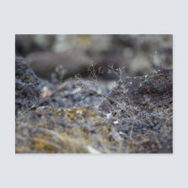 Grow postcards