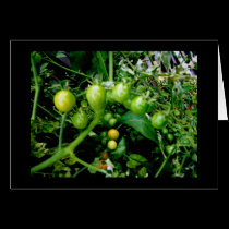 Growin Tomatoes cards