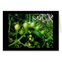Growin Tomatoes cards