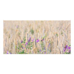 Growing Grain Photocard Picture Card