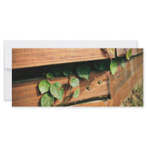 Growing Ivy rack cards