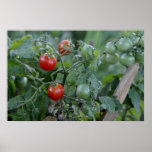 Growing Tomatoes in a Garden Poster