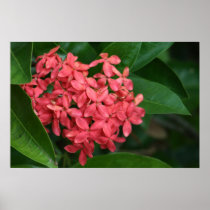 Growing Wild posters