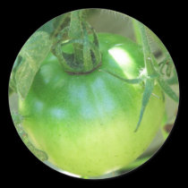 Growint Tomatoe's stickers