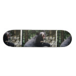 bear,bears,black bear,black bears,growling bear,bear growl,grizzly,grizzly bears,asiatic black bear,andean bear,mammal,zoo,animal,wildlife,wild animal,wild lifeblack bears,kodiak bear,alaska,photography,black bear photo,black bear picture,bear photo,bear picture,animals