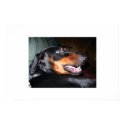 Growling Doberman posters