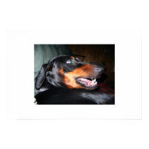 Growling Doberman posters