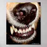 GROWLING DOG TEETH posters