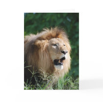 Growling Lion Greeting Card