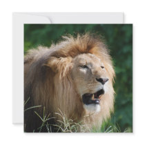 Growling Lion Invitations
