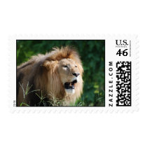 Growling Lion Postage Stamp