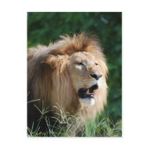 Growling Lion Postcard