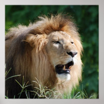 Growling Lion Poster Print