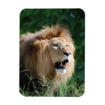 Growling Lion Premium Magnet