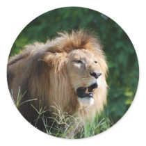 Growling Lion Stickers