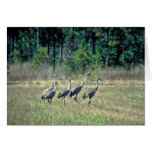 Grúas de Mississippi Sandhill Tarjeton