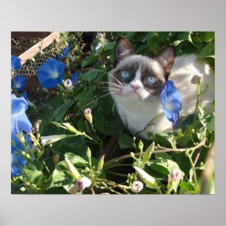 Grumpy Cat in the Morning Glories 20x16 Poster