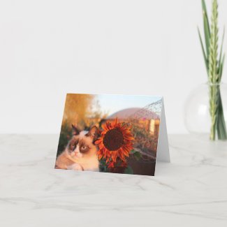Grumpy Cat Sunflower Note Cards