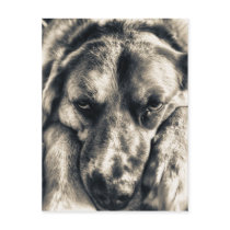 Grumpy Dog postcard postcards