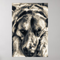 Grumpy Dog print posters