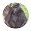 Grumpy Gorilla magnets by morningstar49 Grumpy Gorilla magnets
