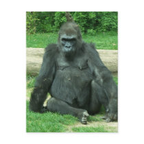 Grumpy Lowland Gorilla Postcards