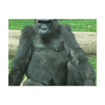 Grumpy Lowland Gorilla Postcard
