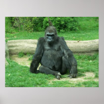 Grumpy Lowland Gorilla Posters