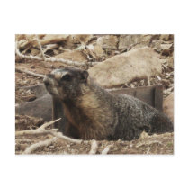 Grumpy Marmot Postcard