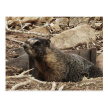 Grumpy Marmot Postcard
