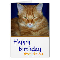 Grumpy Tabby Cat  Birthday Card cards