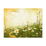 Grunge Daisies Postcard