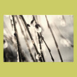 Grunge Style Pussy WIllow Photo photography