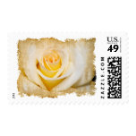 Grungy White Rose Stamp