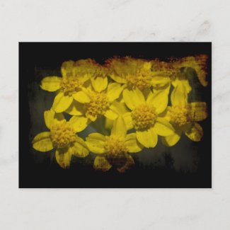 Grungy Yellow Wildflowers