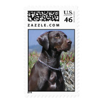 GSP - German Shorthaired Pointer postage