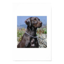 GSP - German Shorthaired Pointer posters