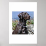 GSP - German Shorthaired Pointer posters