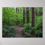 GT forest walk spring 1 Poster