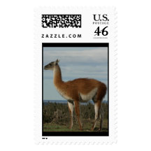 GUANACO STAMP